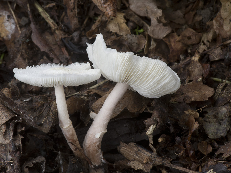 Leucoagaricus sericifer